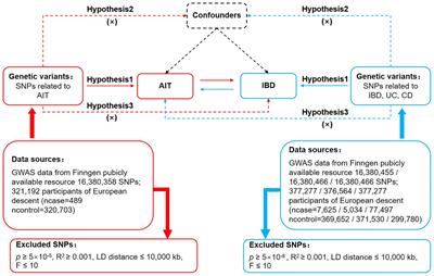 Unequal causality between autoimmune thyroiditis and inflammatory bowel disease: a Mendelian randomization study